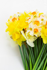 Fresh spring Light and dark yellow daffodils on white desktop