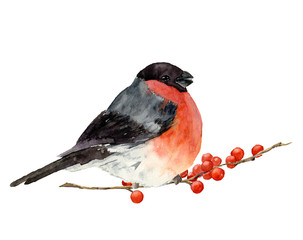 Watercolor bullfinch on a branch with red berries. Hand painted bird with winter berries on white. Christmas symbol. Winter birdie with red breast feathers. Illustration for design or print