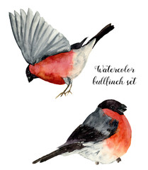 Watercolor bullfinch set. Hand painted birds with grey and pinkish plumage on white background. Christmas symbol. Winter birdie with red breast feathers. Vintage illustration for design or print.