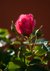 Pink rose. Pink Rose Blooming in Garden. On a rose shine sun.