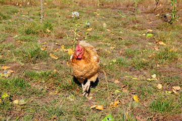 Huhn in Freilandhaltung