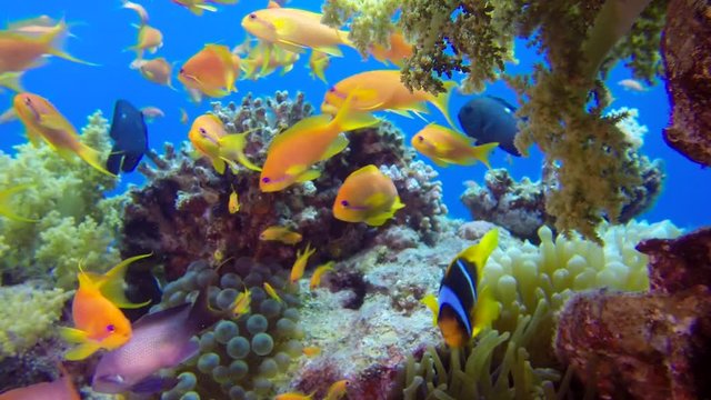 Underwater Close Up Colorful Tropical Fishes. Picture of a wonderful and beautiful underwater colorful fishes and corals in the tropical reef of the Red Sea, Dahab, Egypt.
