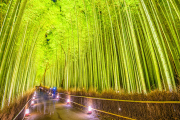 Bamboo Forest of Kyoto