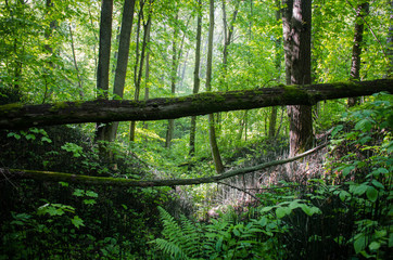 Лесной пейзаж, овраг в чаще леса с упавшим деревом на фоне деревьев и зелени