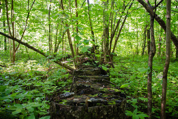 Ряд деревянных пней, покрытых мхом в лесу