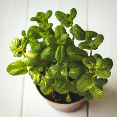 The fresh mint leaves © Olivia