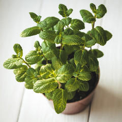 The fresh mint leaves © Olivia