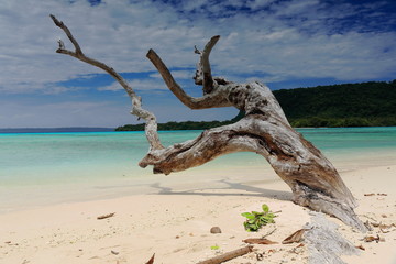 Dry tree trunk on the beach. Port Olry-Espiritu Santo island-Vanuatu. 7144