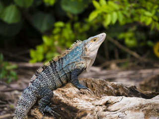 Costa Rica_Iguana_1