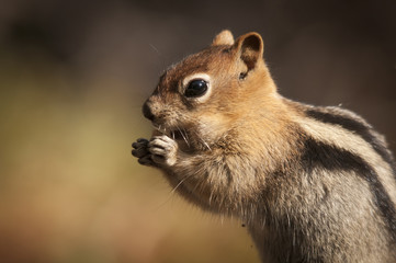 Golden Mantled Ground Squirrel