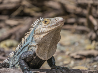 Costa Rica_iguana_2