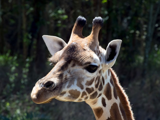 Giraffe Close up
