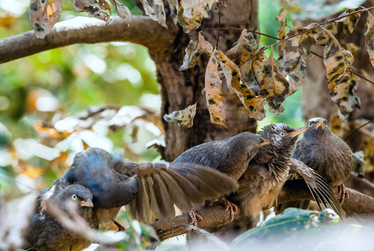 Jungle babler on the branch of the tree. Turdoides striata. India.
