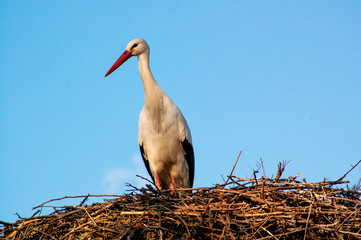Cigüeña en su nido