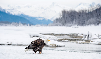 Obraz premium The Bald eagle ( Haliaeetus leucocephalus ) sits on snow. Alaska