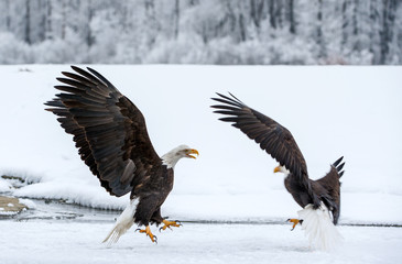 Bald Eagle ( Haliaeetus leucocephalus washingtoniensis ) in flight. Alaska in snow