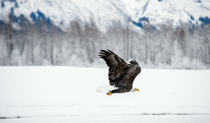 Bald Eagle ( Haliaeetus leucocephalus washingtoniensis ) in flight. Alaska in snow