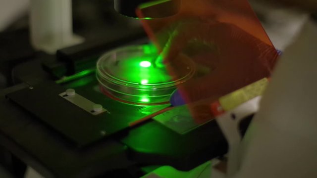 working with fluorescent microscope