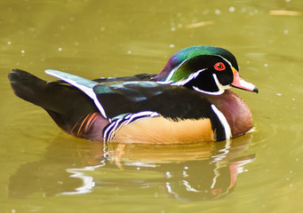 Male wood duck swimming on green water.