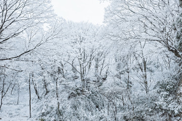 雪の木々