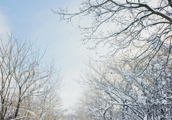 Fototapeta na wymiar 雪の雑木林