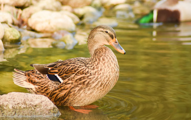 Duck standing near green lake.