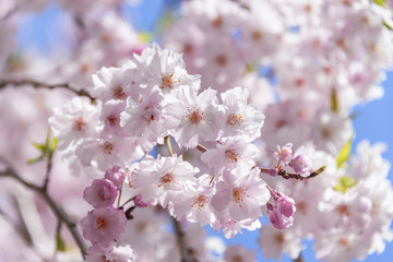 Cherry blossoms in full bloom in Tokyo - Japan spring-