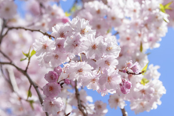 Fototapeta na wymiar Cherry blossoms in full bloom in Tokyo - Japan spring-