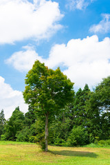 Obraz premium 木のある風景