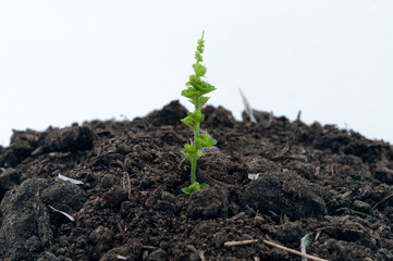 planting the seedlings into the soil in white background