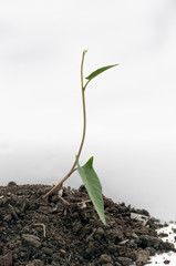 planting the seedlings into the soil in white background