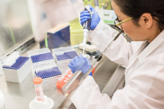 working in the biosafety cabinet