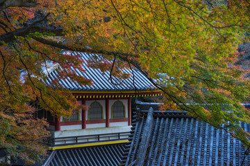Japanese temple and Autumn leaves