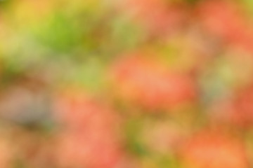 Red and green color , Christmas background