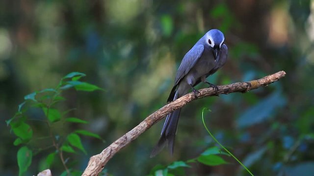 beautiful ashy drongo (Dicrurus leucophaeus)  perching on a branch
