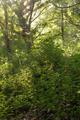 Forest green tropical winter.