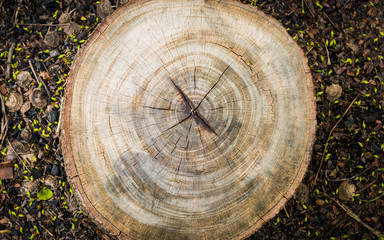 Texture of pine wood