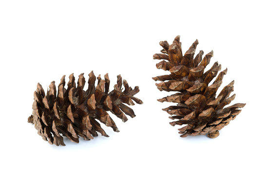 two pine cone isolated on white background