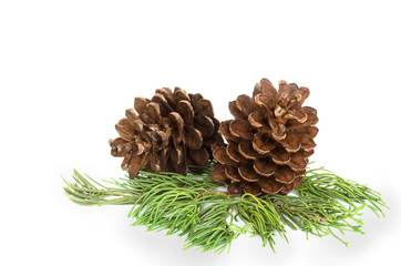 Closeup photo two pine cone and branch isolated on white