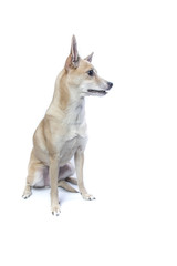 isolated bright portrait of a dog 
