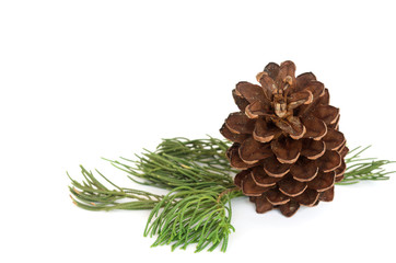 Closeup photo pine cone and branch isolated on white