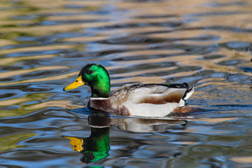 Obraz premium Male Mallard duck with beautiful green neck swimming with reflection