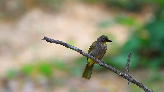 Stripe-throated Bulbul Bird, standing on a branch in nature of thailand