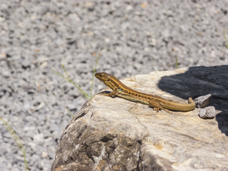 Lizard hiding on the ruins of Ancient Messini, Greece