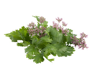 Fresh green coriander sprigs with flowers on a white background