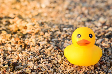 Cute yellow rubber duck on Beach background