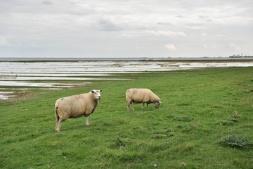 Schafe auf einem Deich an der Nordsee