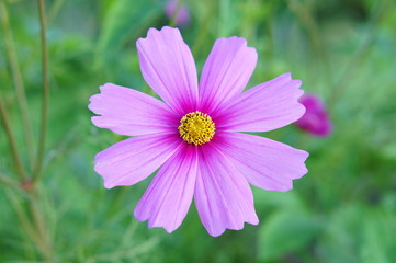 Obraz premium Closeup of purple cosmos flower
