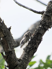 Cicada plebeja on a branch of dry wood