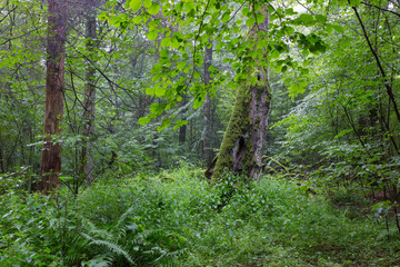 Fototapeta premium Natural deciduous stand of Bialowieza Forest